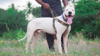 Dogo argentino vs Bully kutta எது வீட்டு காவலுக்கு சிறந்த நாய் |DR6vlogs | anigram