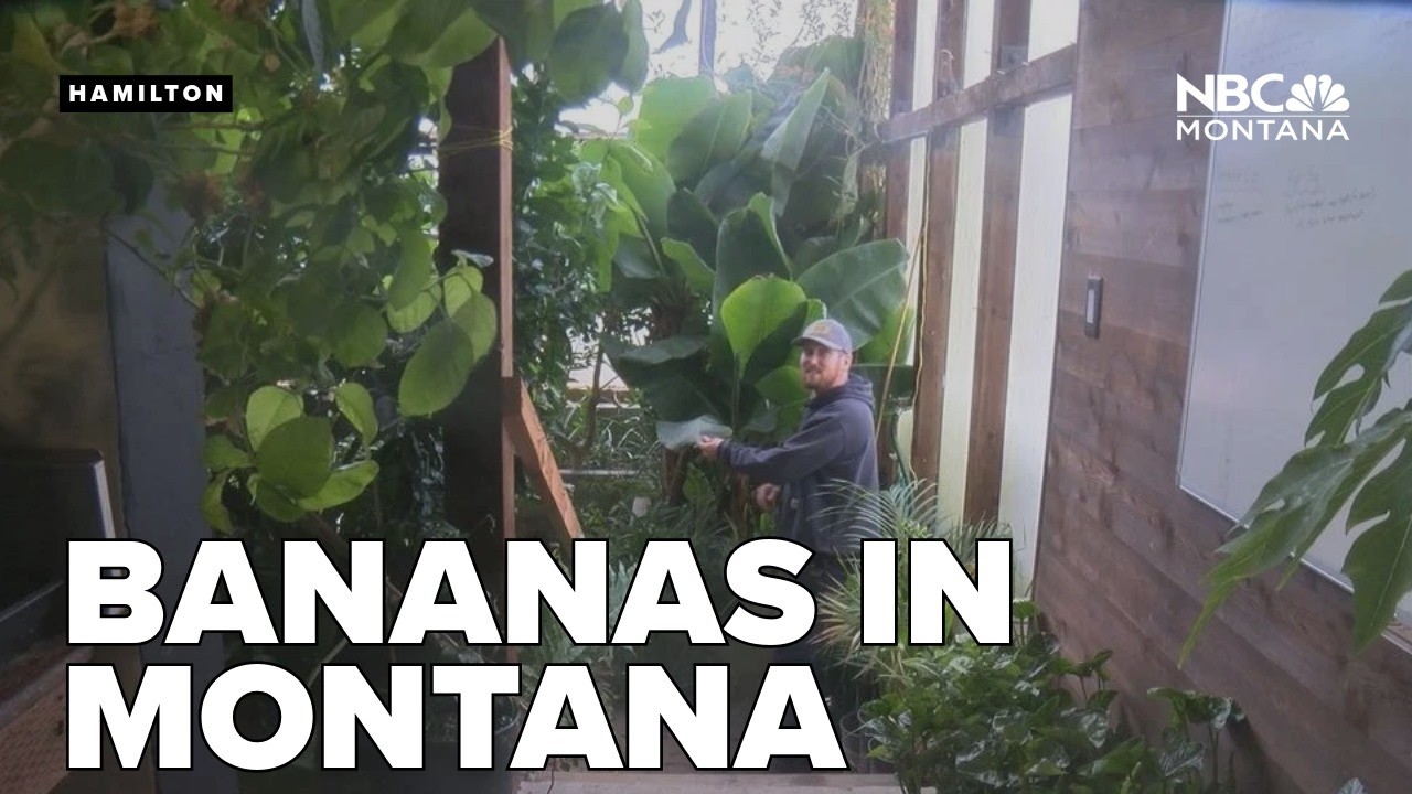 Bananas, papayas, pineapples and lemons flourish in Bitterroot greenhouse