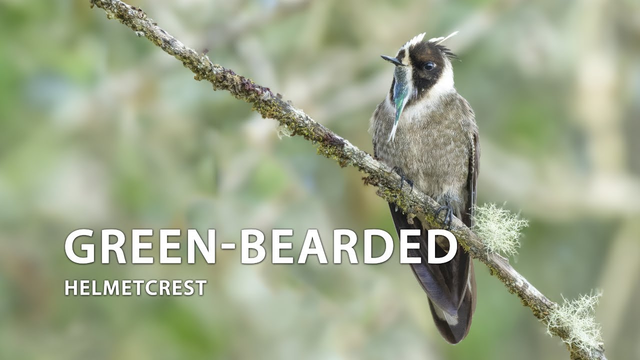 Green-bearded Helmetcrest 