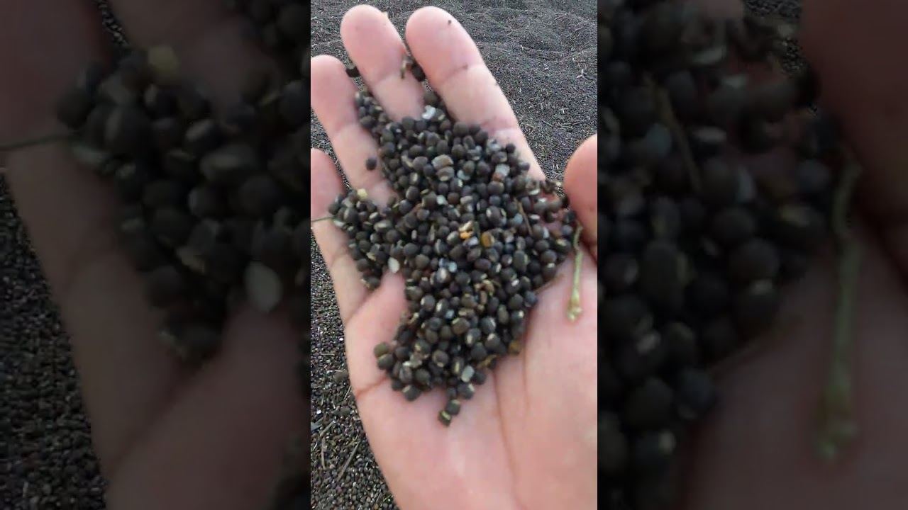 Black gram urad dal just harvested available for sale