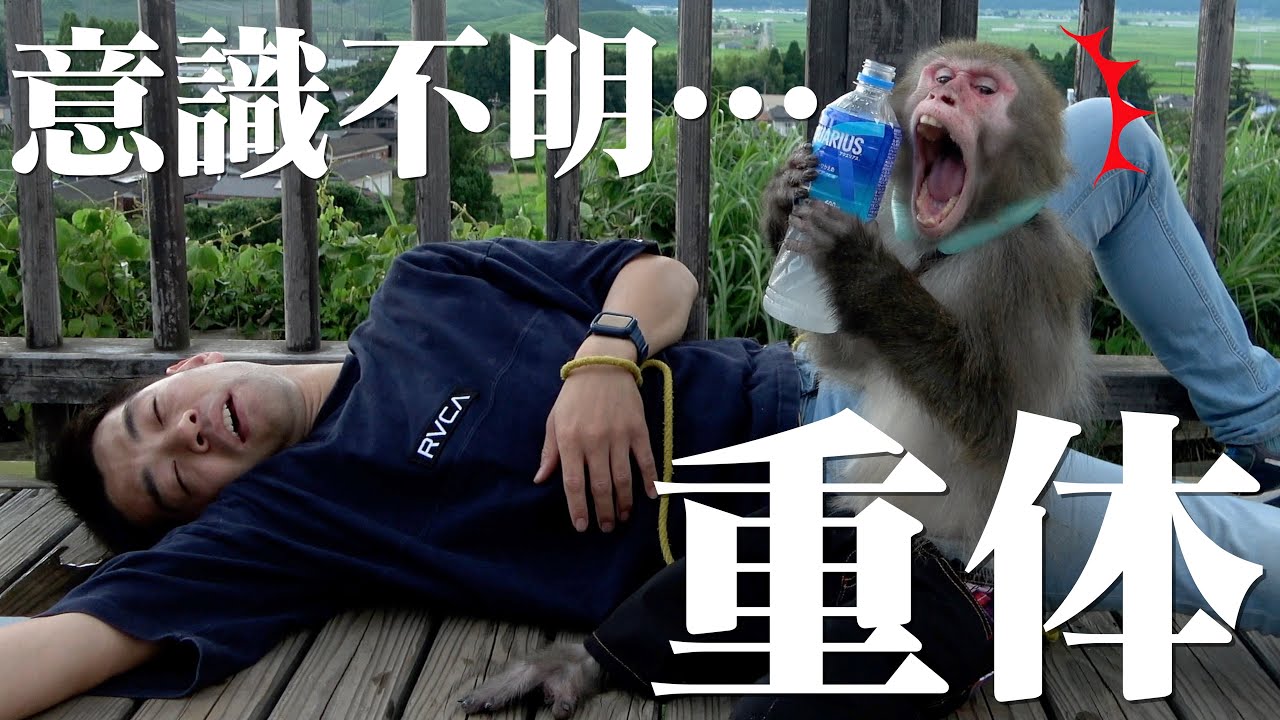 散歩中に熱中症で倒れた飼い主を必死に介抱する天才猿