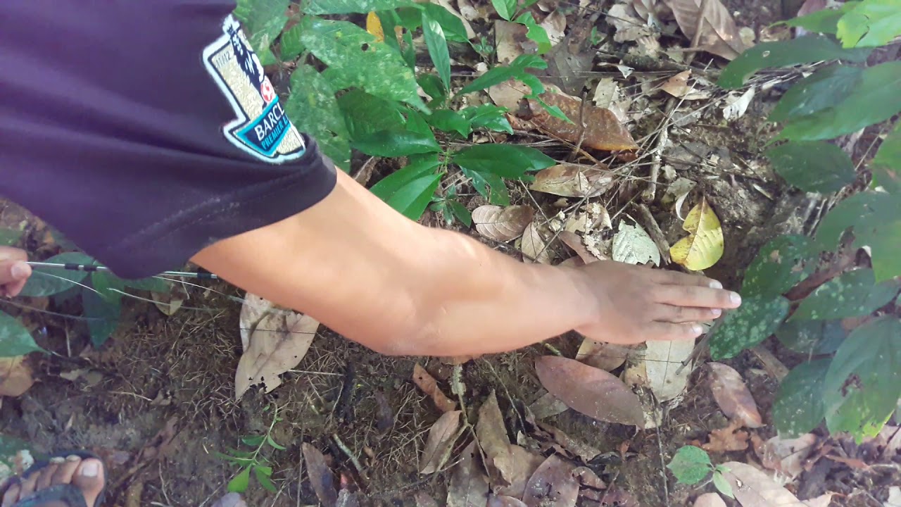 วีธีต่อพังพอน  บังดุล(สนใจ)0937730398