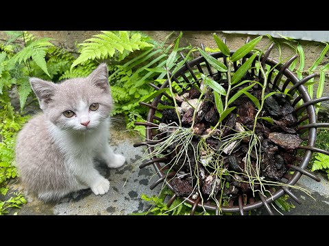 Make a cage for orchids with plastic bottles, gardening with cats Mi