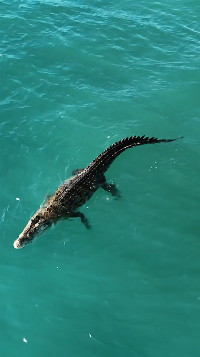 Crocodile 🐊 catch waves in ocean #srilanka #srilankanews #ahangama #crocodile #surf #surfing