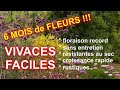 Vivaces faciles  tres longue floraison  5 super plantes 