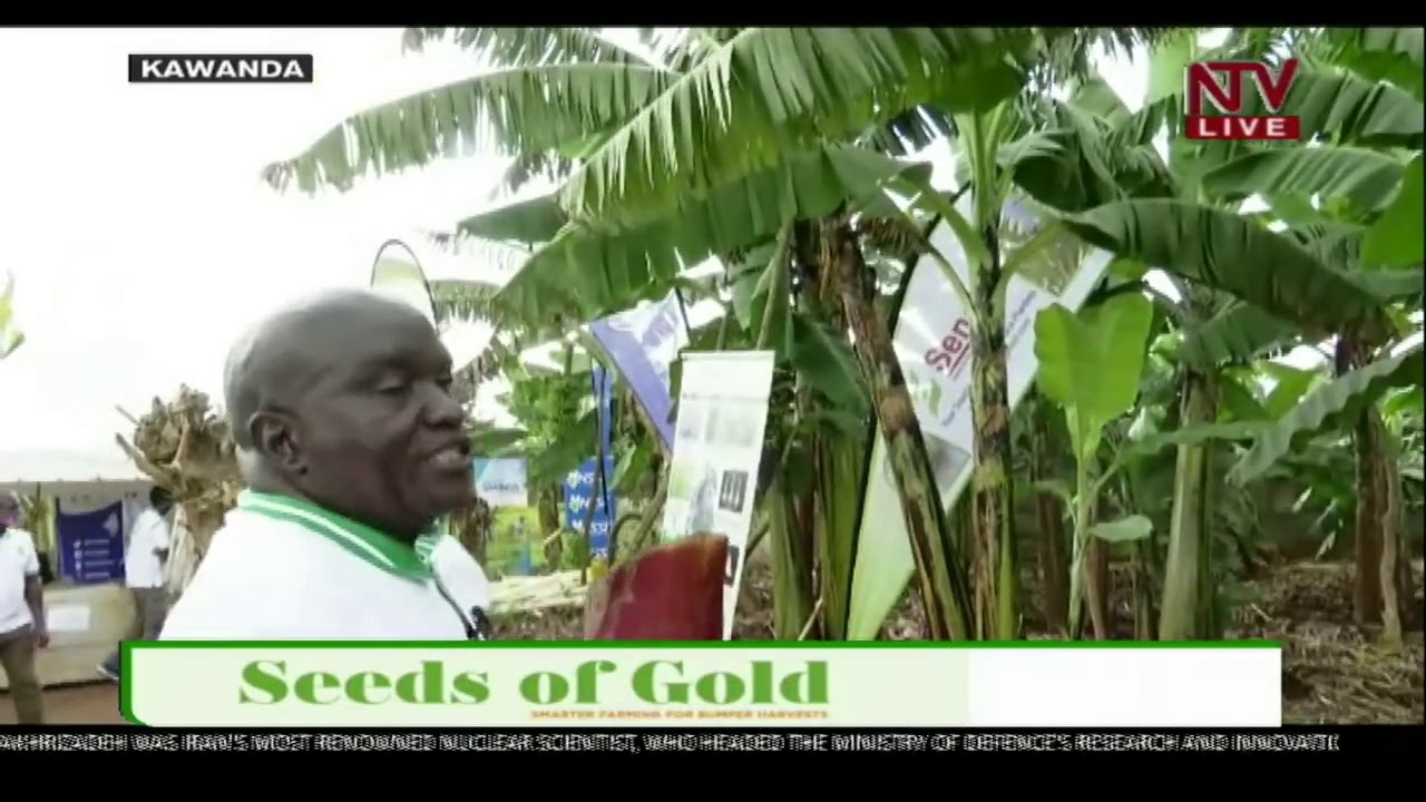 SEEDS OF GOLD: The process and activities involved in planting bananas