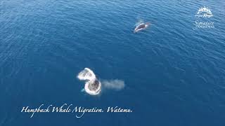 Humpback Whale Migration