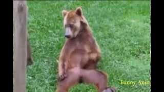 Смешно не страшно счастливые животные Смешно не страшно счастливые животные