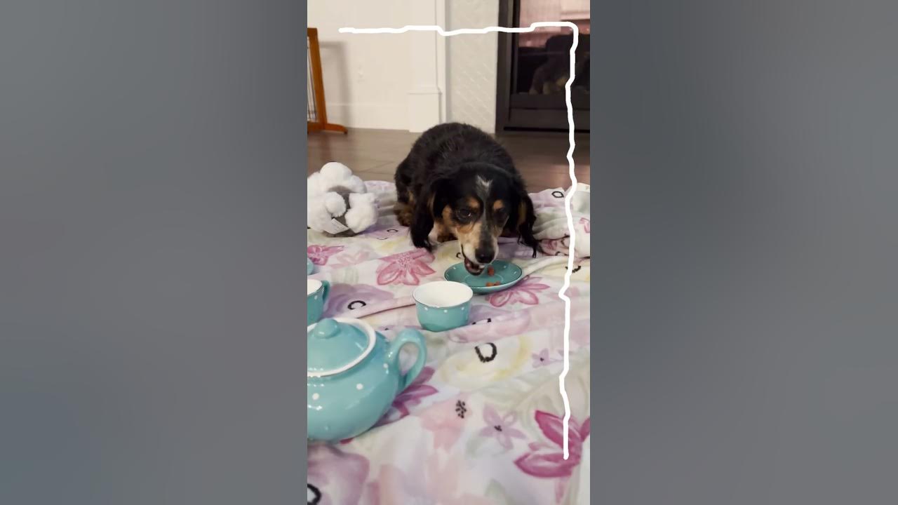 FANCY TEA PARTY with MY DOGS!! Chef Adley makes treats & food for a