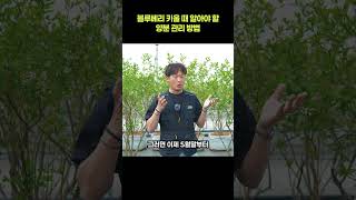블루베리를 키울 때 알아야 할 양분 관리 방법