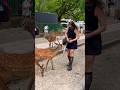 奈良公園はすごいですね。 Nara Park deer 🦌 in japan #deerpark