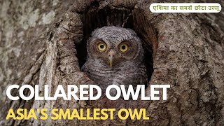 Asia's Smallest Owl: Secrets of the Collared Owlet