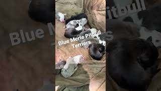 Blue Merle Pitbull Terriers