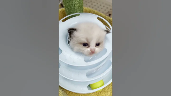 Watch the video about Beautiful Ragdoll Cat & Kittens