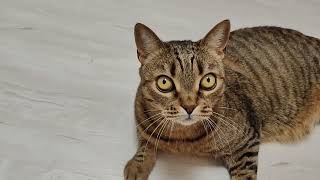 ну что за лев этот тигр КОТаСОВка CatOwl