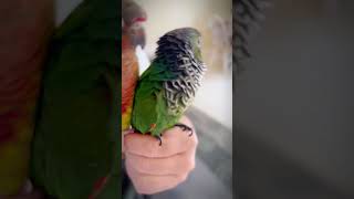 Cute conure parrot loves dancing