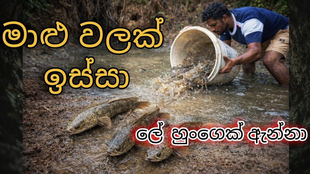 මාළු වලක් ඉස්සා 🐟 | Catching Fish from Pond Sri Lanka description එකේ තවත් සුපිරි විඩියෝ පටයක් ඇති 