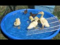 Baby Ducks first swim