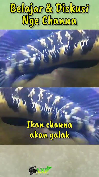 CARA BIKIN IKAN CHANNA MARU GALAK