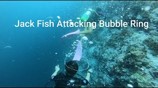Jack Fish attacking Bubble Ring
