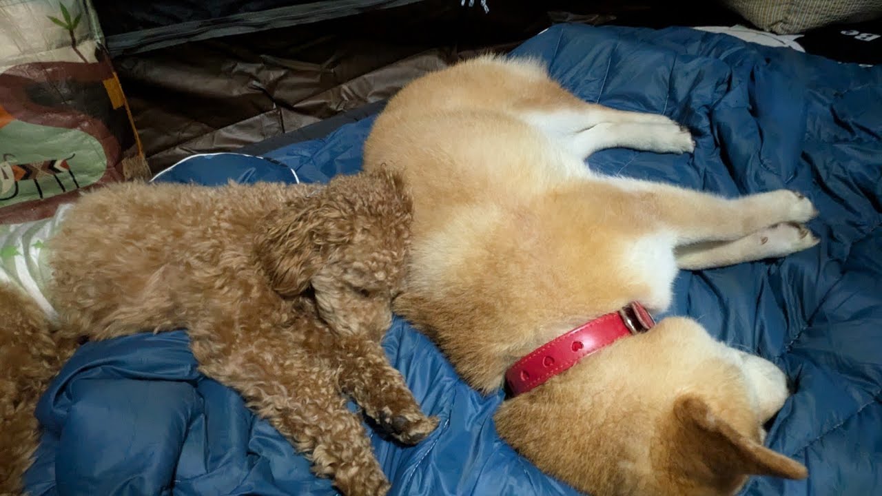 【夫婦キャンプ】#32 焚き火断念！嵐を呼んだ男