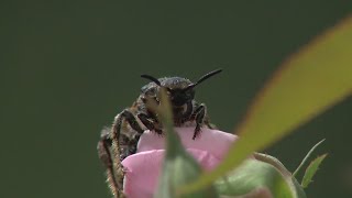 ABQ BioPark celebrates Pollinator Week