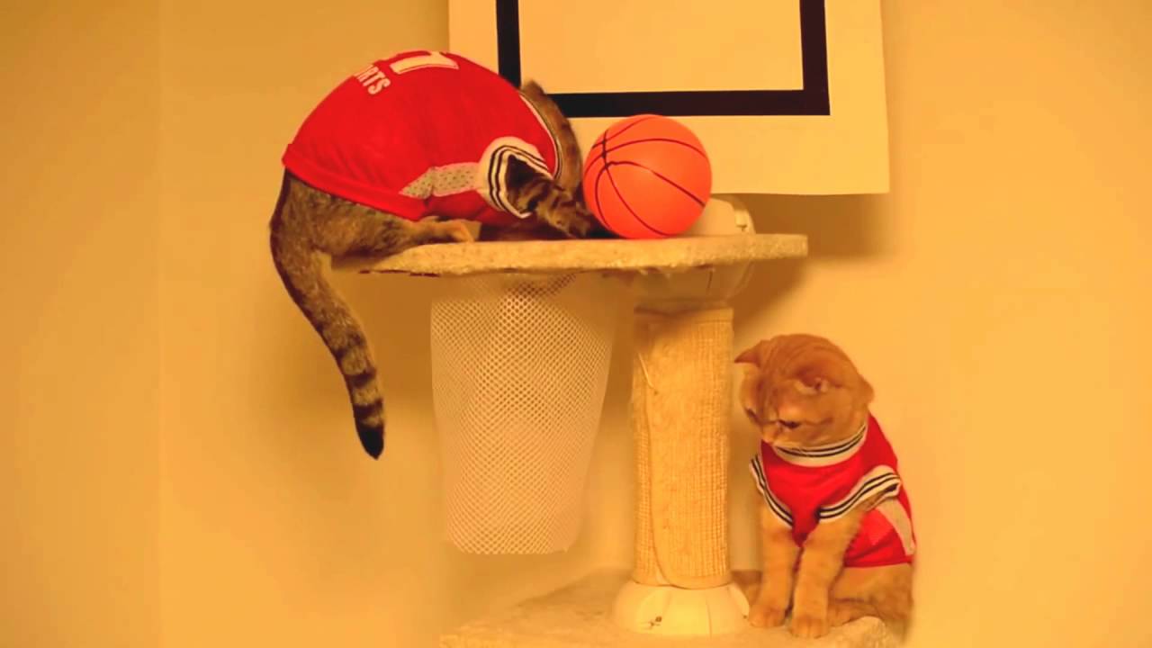 Gatitos jugando Basketball 2016 YouTube