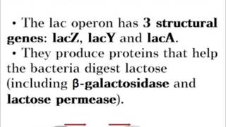 Control of Protein Synthesis \& Body Plans - A-Level (A2) Biology Revision