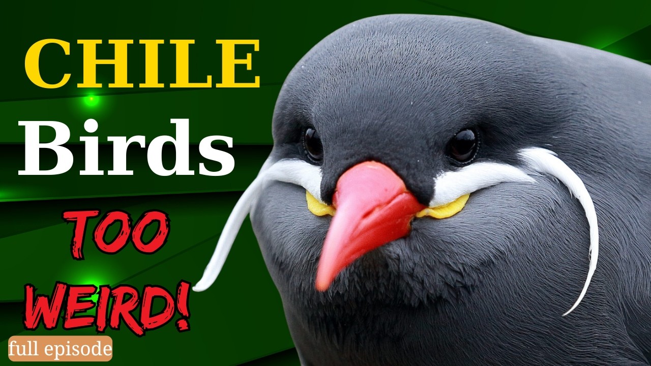 Top 15 Strange Birds of Chile You’ve Never Seen Before