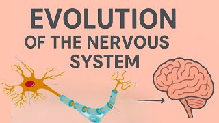 The Evolution of the Nervous System: From Simple Nerves to the Human Brain 🧠