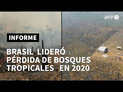 La pérdida de bosques tropicales se incrementó en 2020 en el mundo, con Brasil a la cabeza | AFP