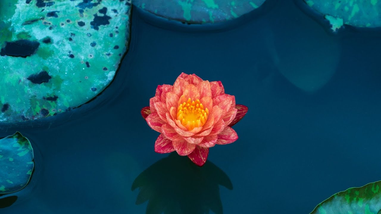 Watch In The Garden of Amrapali: Buddhism and the Multiverse - Ep. 270 on YouTube Watch In The Garden of Amrapali: Buddhism and the Multiverse - Ep. 270 on YouTube
