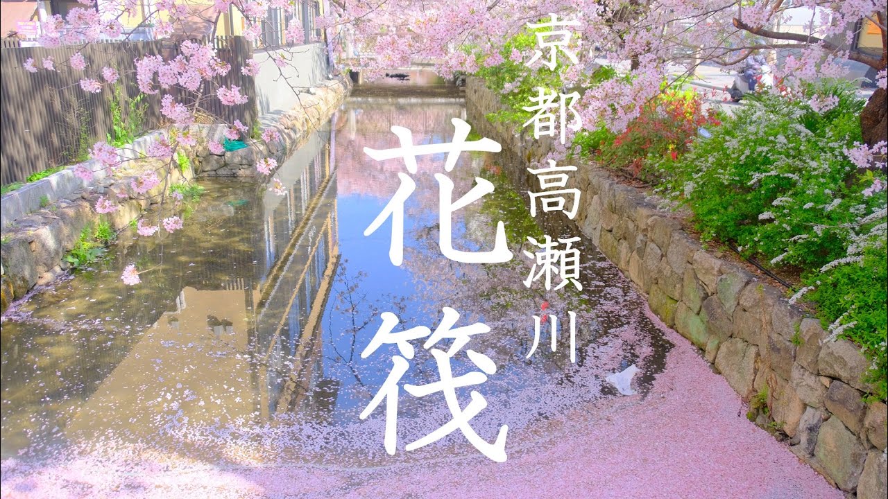 京都の桜】木屋町・高瀬川の花筏:Takasegawa River and Cherry