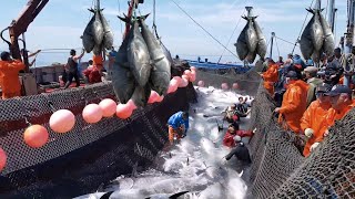 A Way For Fishermen Net Fishing Tuna - Giant Bluefin Tuna Catch Hundred Tons Tuna Fish On the sea #6