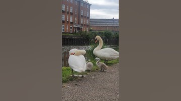 Such a beautiful Family #swan #100k #shorts #video.