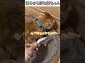 猫のおもしろ動画にツッコミどころ満載なアフレコしてみた＃479【落ちない】【ハプニング映像】#shorts　#アフレコ #面白動画