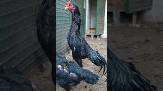 Aseel rooster mating  | chicken reproduction process.black o shamo with black hen mating egg #aseel