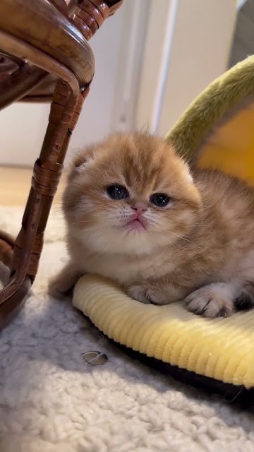 top-names-for-cats-female-youtube