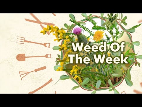 Video: Common Dayflower Weeds: Lub Tswv Yim Kom Tswj Xyuas Hnub Paj Nyob Hauv Toj Siab