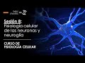 Fisiología celular y microambiente neuronal
