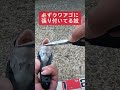 もれなく寄生虫付いてくるからキモい【鯛からウオノエ】