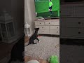 Little Puppy