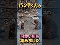 【可愛すぎる!!!】パンチ君の可愛い所を集めました!#がんばれパンチ #パンチくん #市川市動植物園 #punch