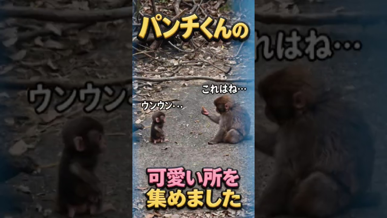 【可愛すぎる!!!】パンチ君の可愛い所を集めました!#がんばれパンチ #パンチくん #市川市動植物園 #punch