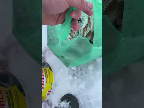 результаты Чудского озера#леснойскобарь