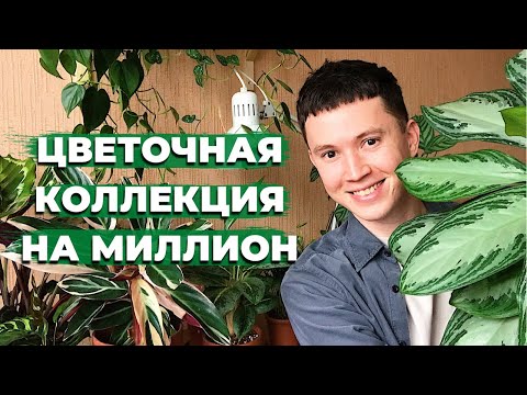 Обзор Комнатных Растений с Ценами » Сколько Стоит Моя Коллекция Комнатных Растений?