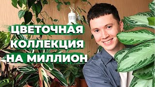 Обзор Комнатных Растений с Ценами » Сколько Стоит Моя Коллекция Комнатных Растений?