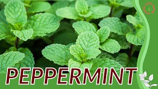 Everything About Peppermint Herb In 1 Minute History, Growing, Nutrition, Companion Planting