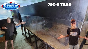 MOVING TANKS MADNESS 750G, 240G, 90g, 75g, and set them up in a day pt1