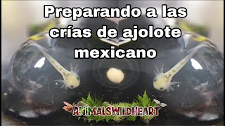 criando ajolotes, preparando a las crias de ajolote mexicano (ANIMALSWILDHEART)
